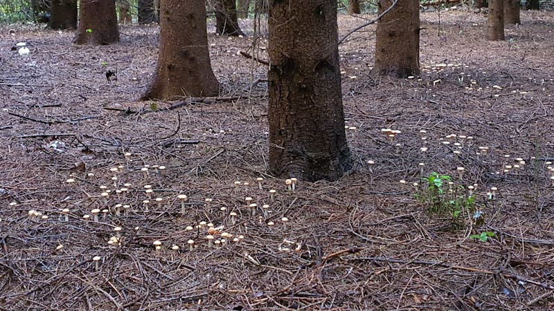 Primer plano de una caja de cartón con comida asiática