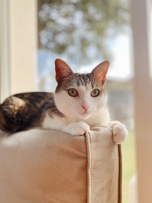 Kostenloses Stock Foto zu hauskatze, haustier, katzenartig