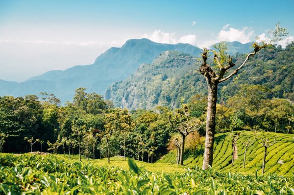 Kerala Bliss - Backwater & Beyond - Destinations