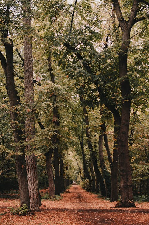 Empty narrow path surrounded with trees with lush green foliage on sunny day