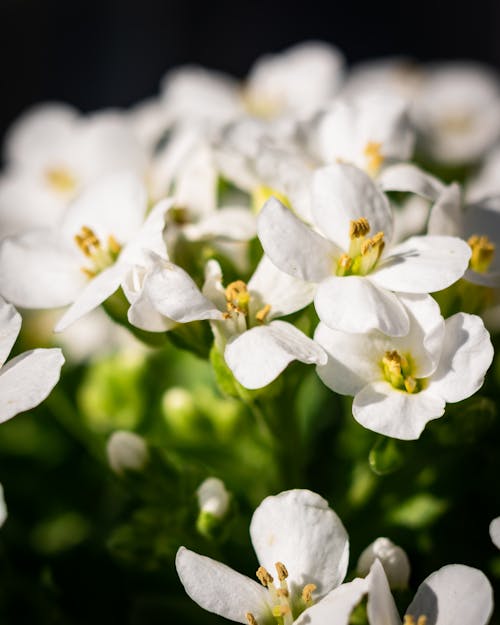 Close-up of Delicate Little White Flowers 