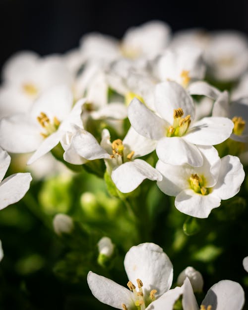 Kostnadsfri bild av blommor, blomning, delikat