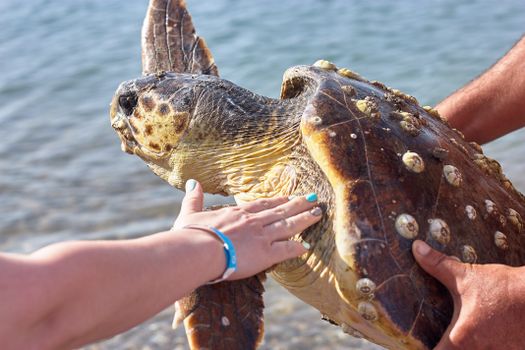 A sea turtle being held and touched by people near the ocean shore, showcasing wildlife interaction.