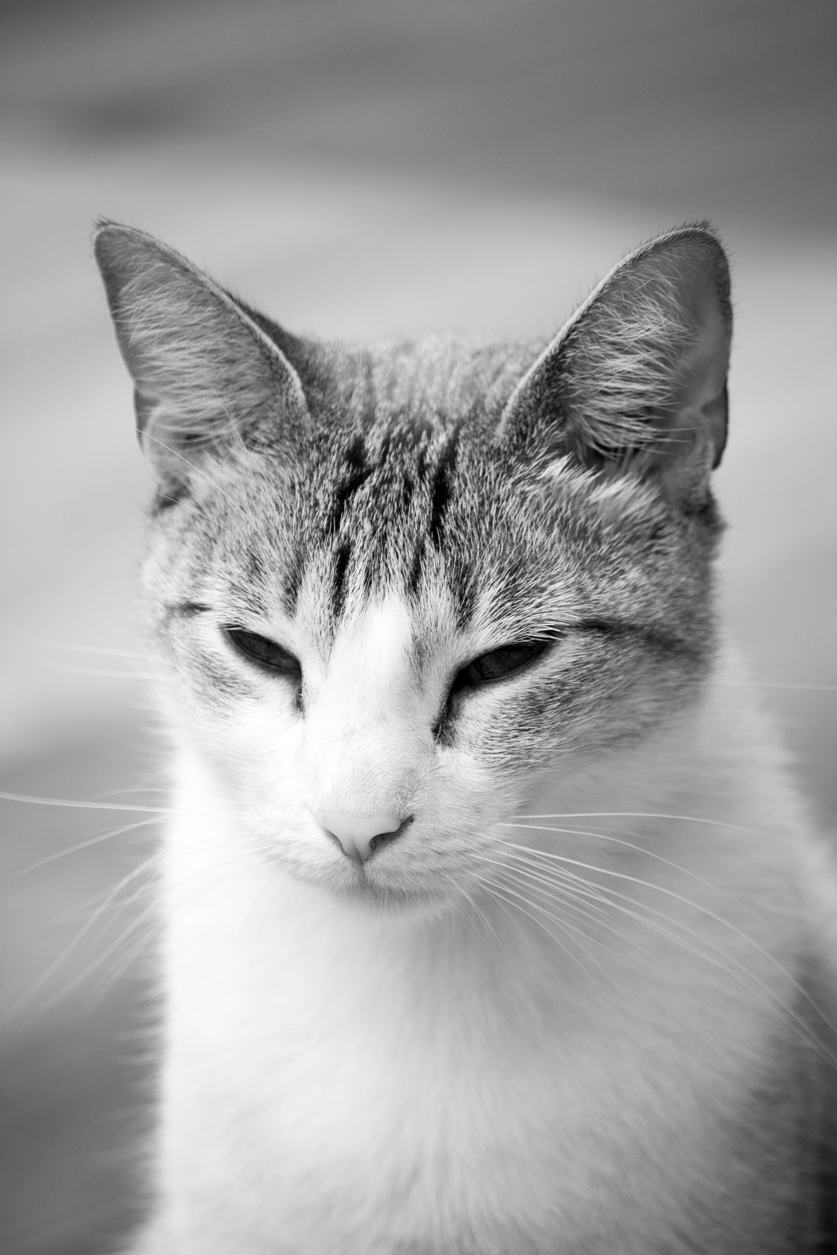 Untitled (Repose) - a cat photograph in the VOID collection.