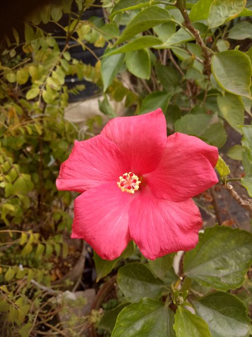 Free stock photo of hibiscus, nature, red flower Stock Photo