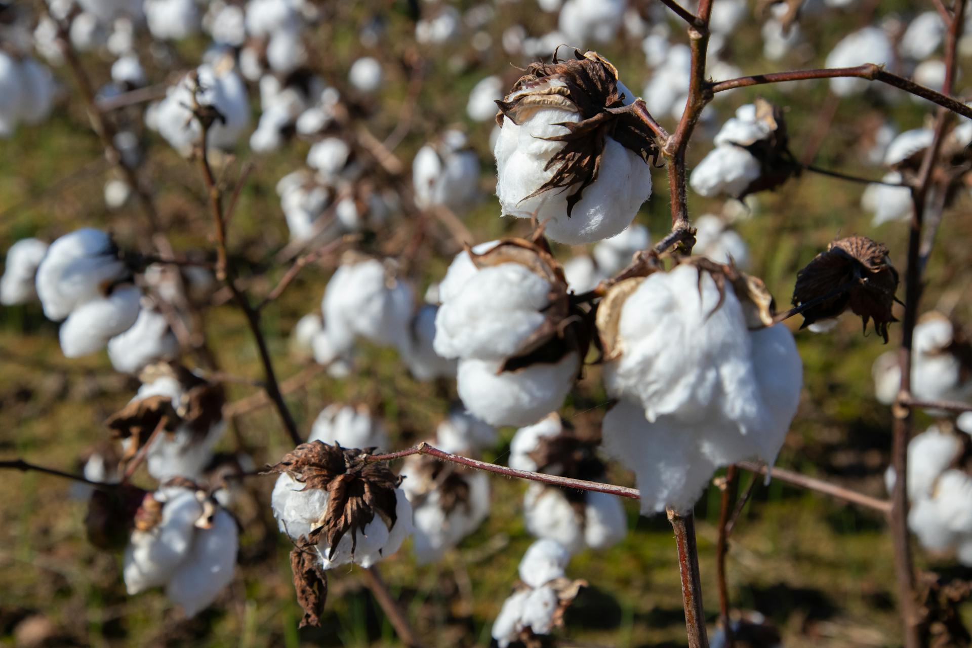 Branches with Cotton Balls