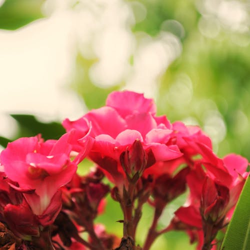 Foto stok gratis alami, bunga merah jambu, bunga-bunga indah