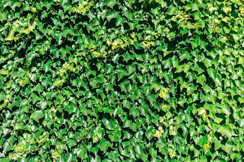 Close-Up Shot of Hedera Helix