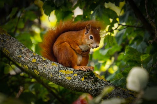 Ardilla Roja En La Rama De Un árbol