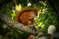 绿叶环绕的树枝上，可爱的红松鼠伫立着，展现了大自然的美丽