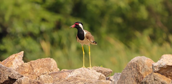 A Red Wattled Lapwing Bird Perched on the Rock
