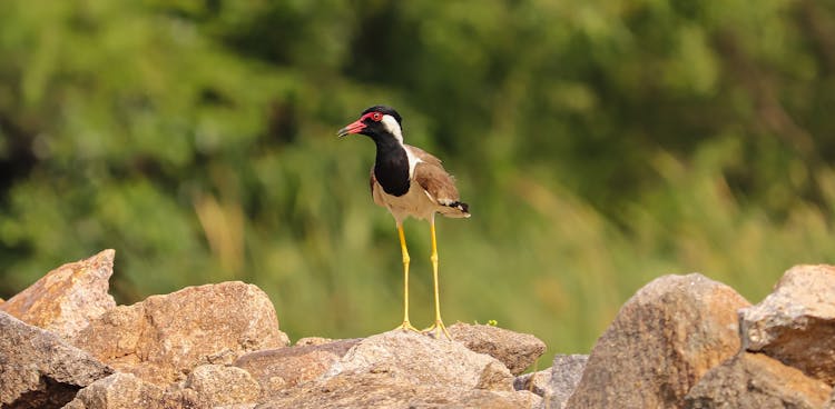 A Red Wattled Lapwing Bird Perched On The Rock