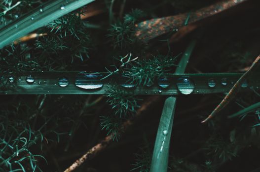 Close-up image of water droplets resting on a green leaf amidst foliage.