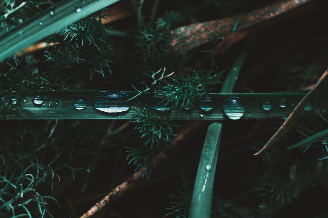 close up image of water droplets resting on a green leaf amidst foliag