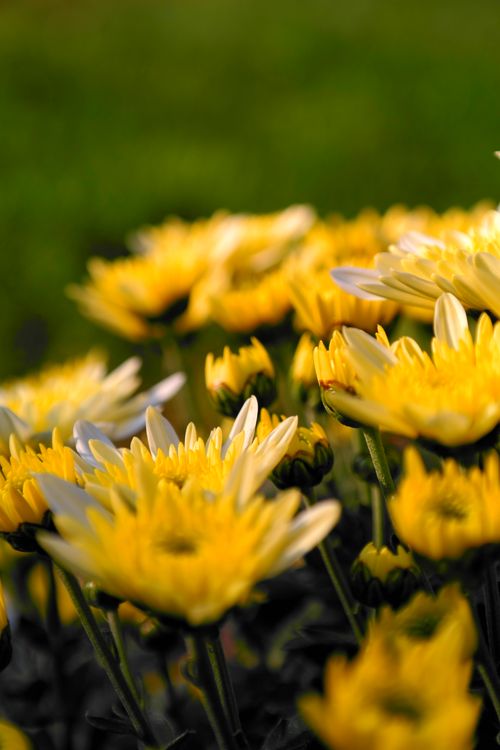 Free Close-up of vibrant yellow flowers in full bloom showcasing beauty of spring. Stock Photo