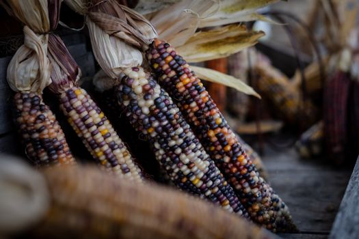 Vibrant Indian corn with multicolored kernels arranged in a rustic outdoor setting.