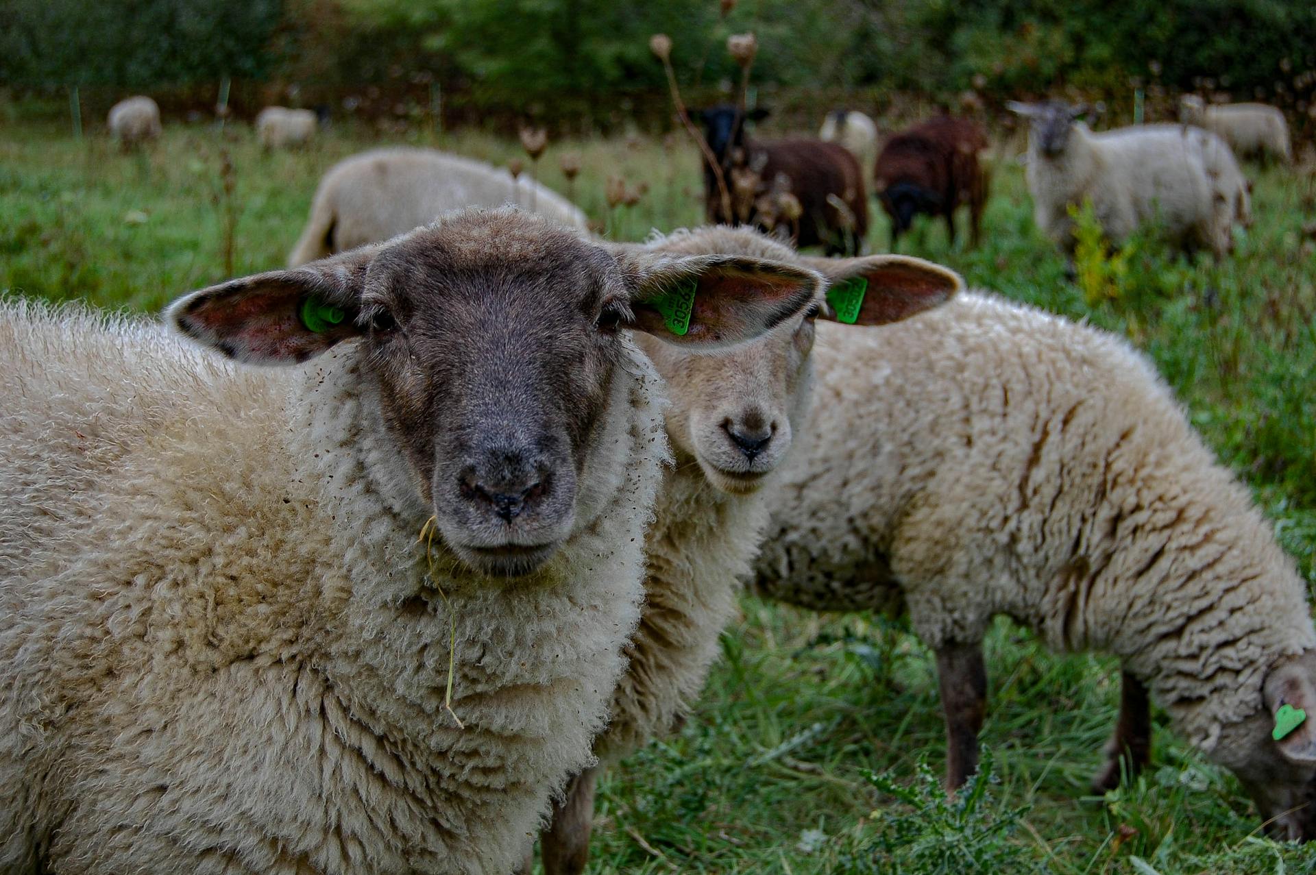 Herd of Sheep on Grassland