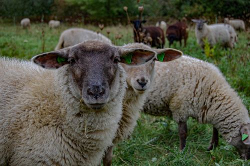 Free Group of sheep with tags grazing in a green field in Kerkrade, Nederland. Stock Photo