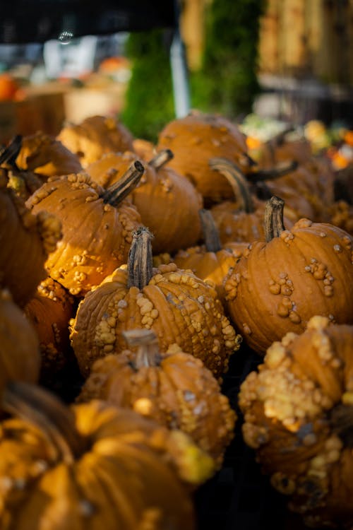 Free Photo of Harvested Pumpkins  Stock Photo