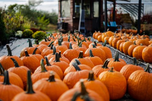 Free A vibrant display of freshly harvested pumpkins arranged outdoors, capturing the essence of autumn. Stock Photo