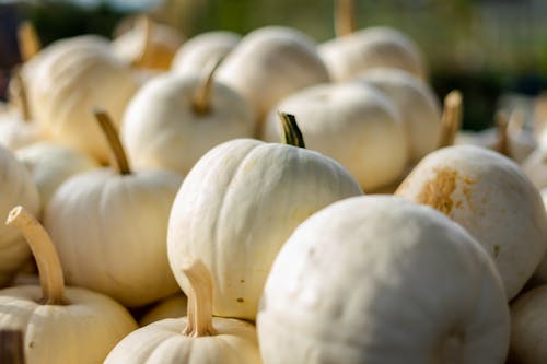 White Pumpkins in Close-Up Photography