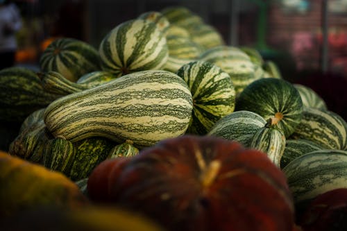 かぼちゃ, 緑, 縞模様の無料の写真素材