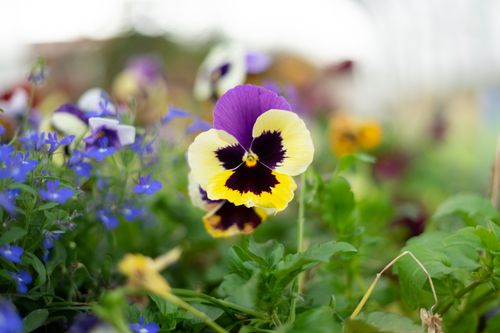 Free Colorful pansy flower in garden with blurred background, showcasing a vibrant spring bloom. Stock Photo