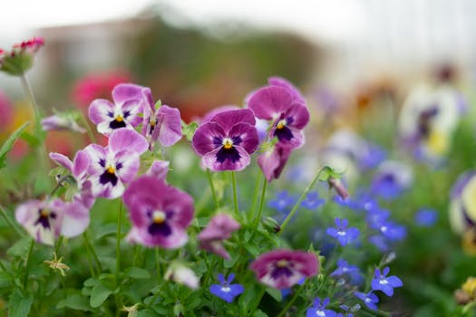 Close-up of colorful pansies in a lush garden, showcasing nature's vibrant beauty.