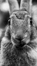 Grayscale Photo of a Rabbit