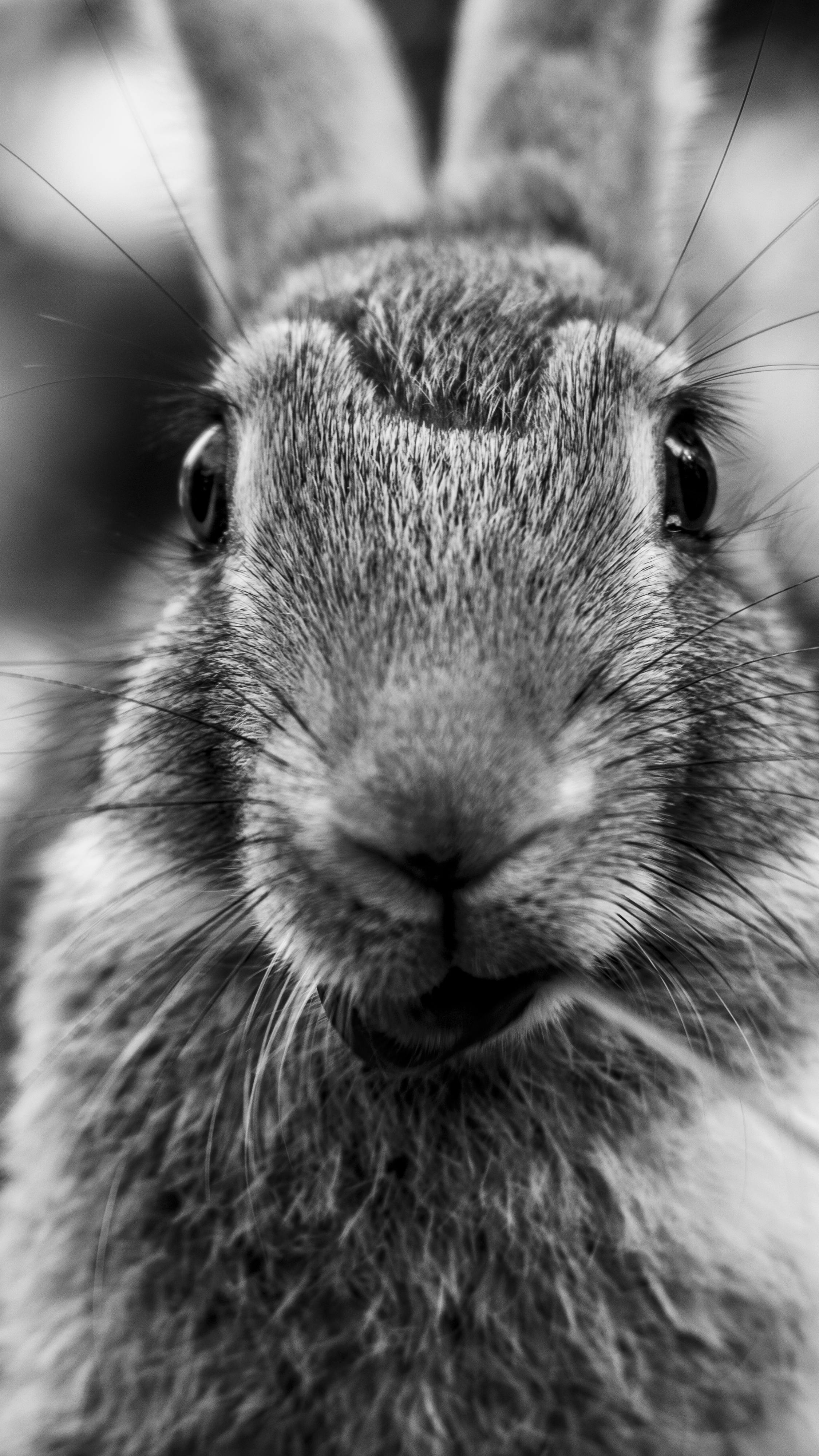 Rabbit Whiskers Photos, Download The BEST Free Rabbit Whiskers Stock ...