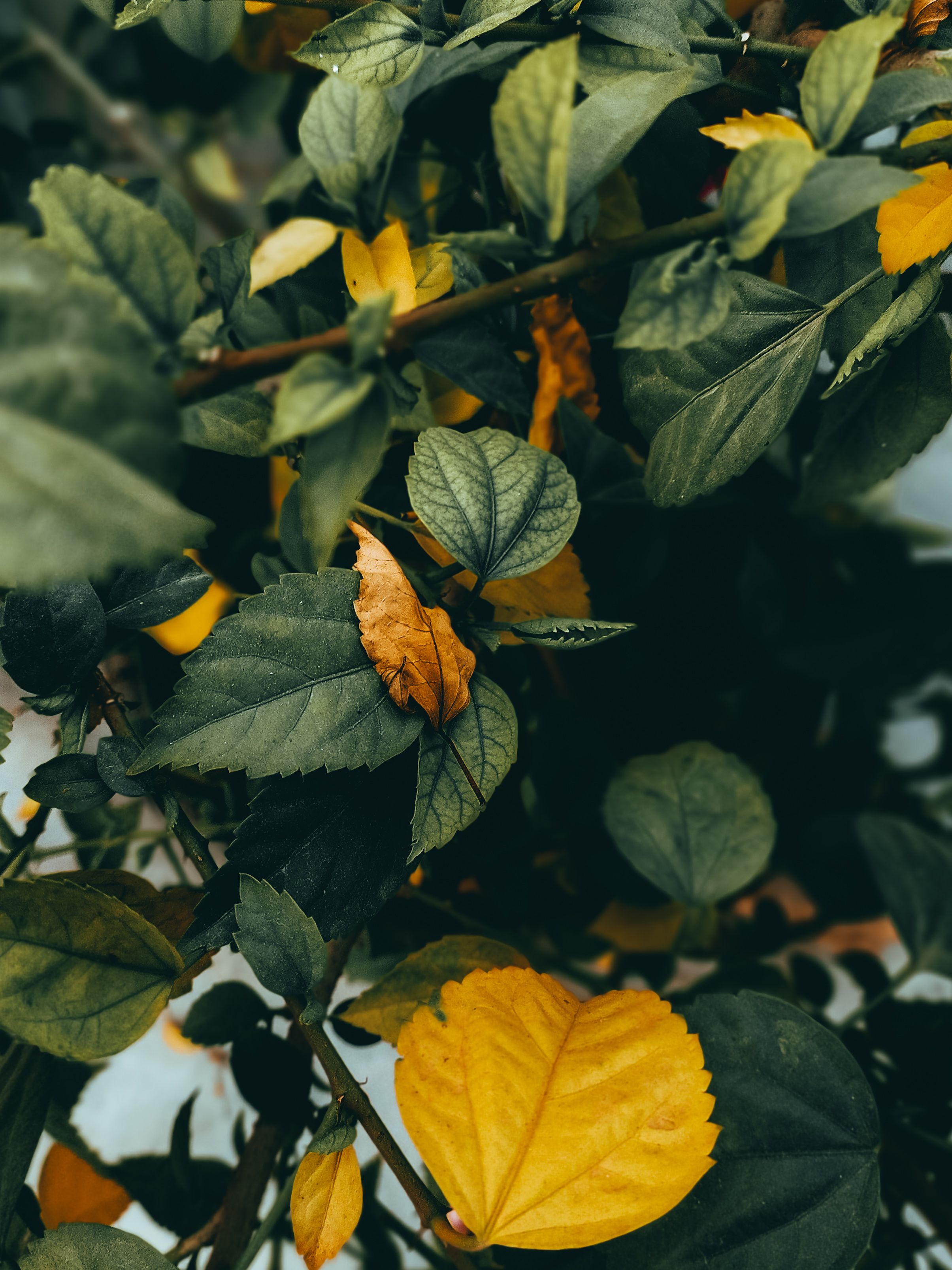 Gratuit Frunze Galbene și Verzi Pe O Plantă Fotografie de stoc