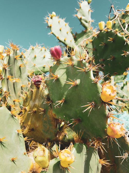 Kostenloses Stock Foto zu blumen, botanisch, kaktus