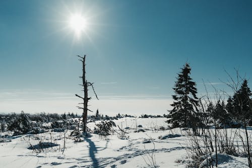 Picturesque scenery of coniferous trees growing in snowy valley in winter day under blue cloudless sky