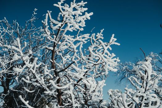 从下面看去，光秃秃的树上覆盖着白霜和积雪，在蓝天的映衬下生长着