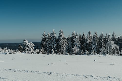 Scenery of smooth snowy field with coniferous trees growing in winter forest under blue cloudless sky