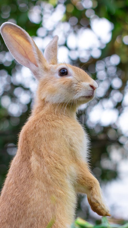1 000 Best Rabbit Photos 100 Free Download Pexels Stock Photos