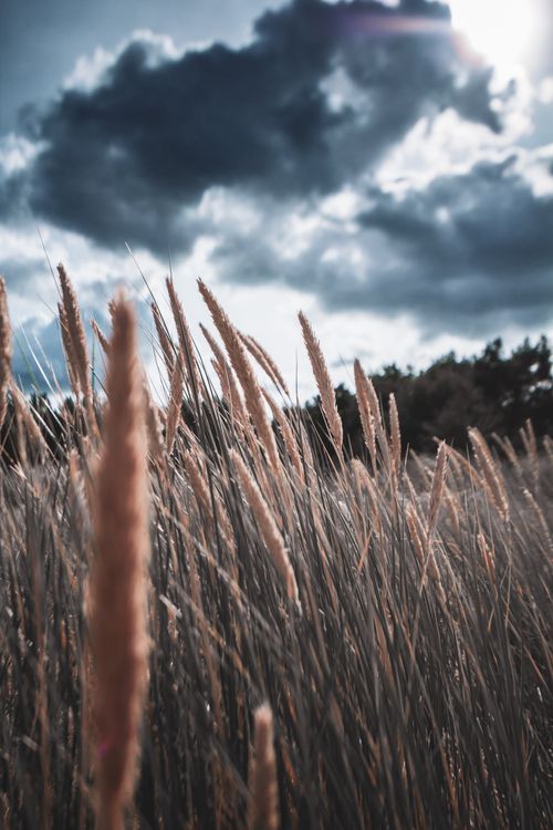 Free Close-up of wheat stalks under a moody, cloudy sky in Heringsdorf, Germany. Stock Photo