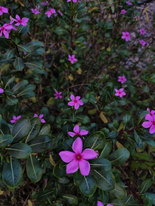 Free Close-up of vivid pink Madagascar Periwinkle flowers with dark green leaves. Stock Photo