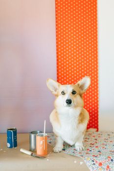 在艺术环境中，可爱的柯基犬被彩色油漆罐和画笔包围着