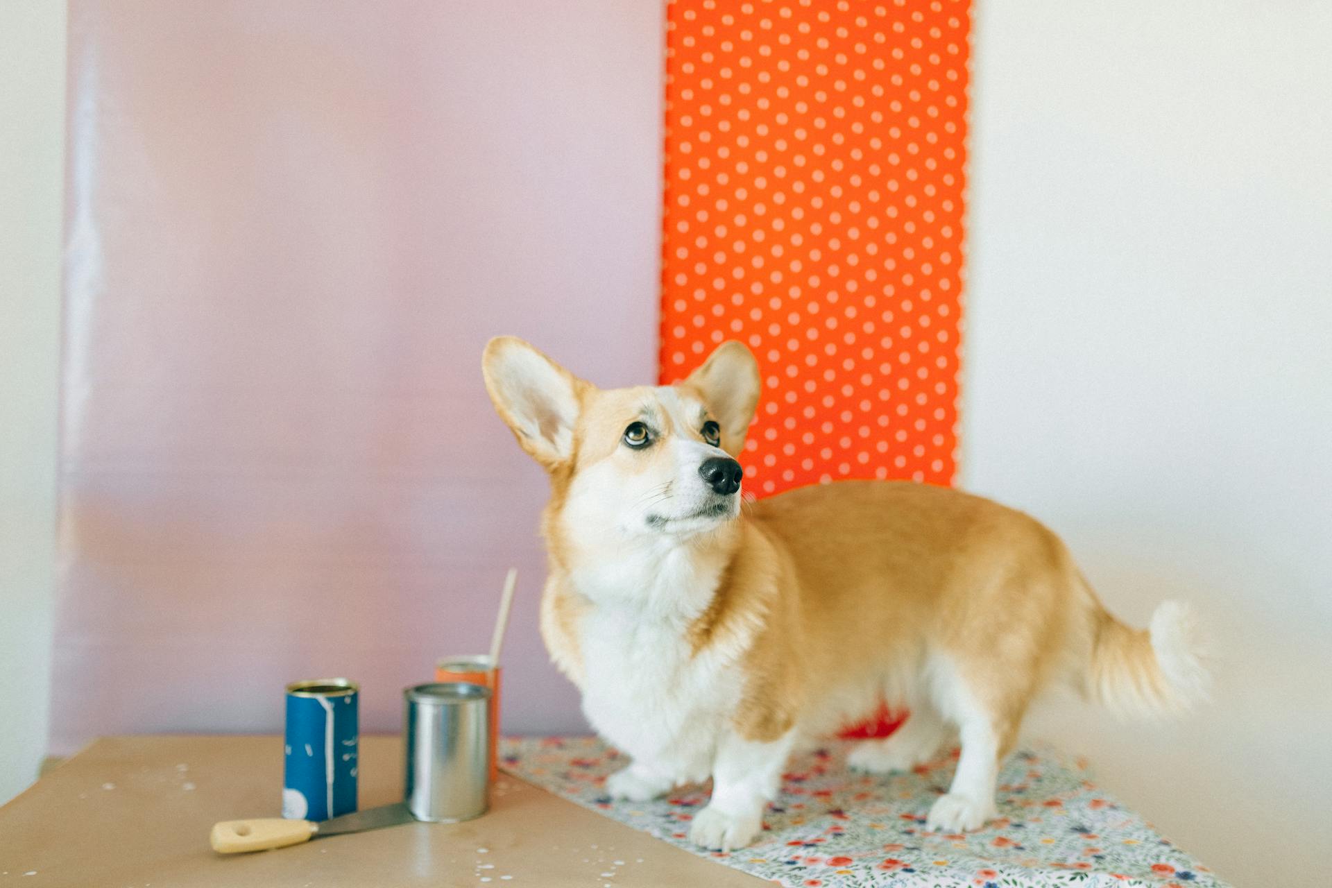 Close-Up of a Corgi