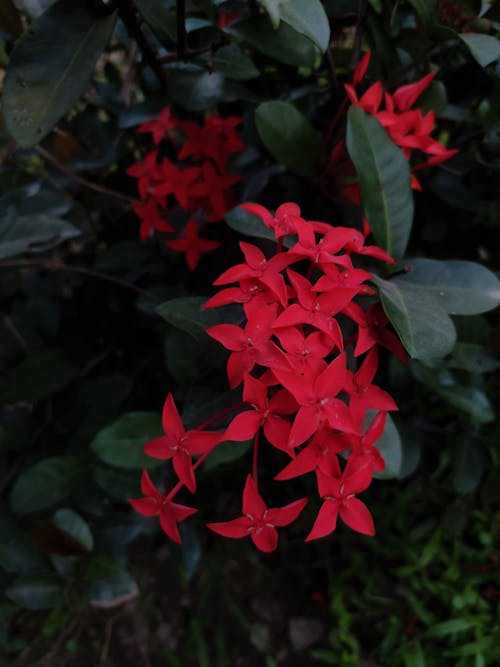 Close-Up Shot of Red Flowers