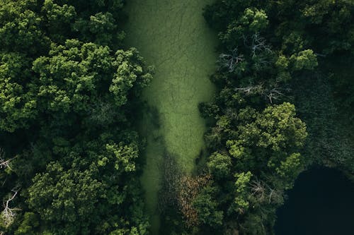 Foresta Verde Nella Palude Vicino Allo Stagno