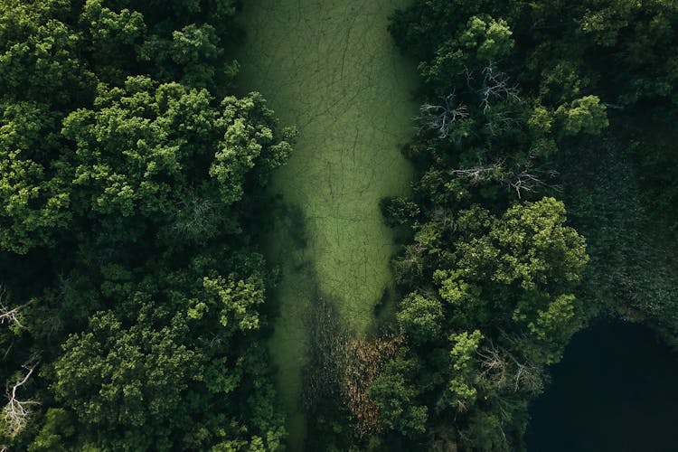 Green Forest In Marsh Near Pond