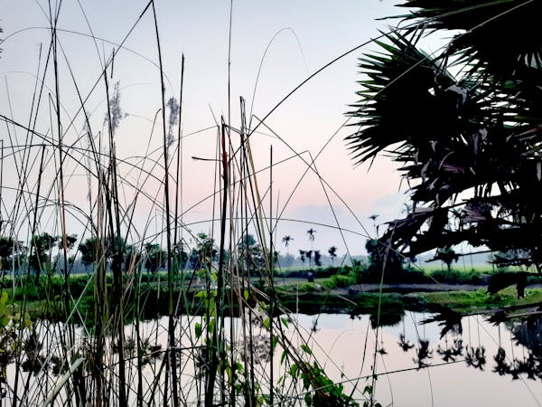 Ripe persimmons on a branch