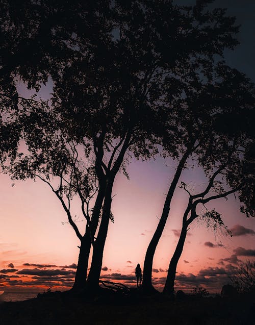 Silhouette D'arbre Au Coucher Du Soleil