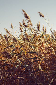 Graceful swaying reeds under a bright sky, perfect for a calming nature vibe.