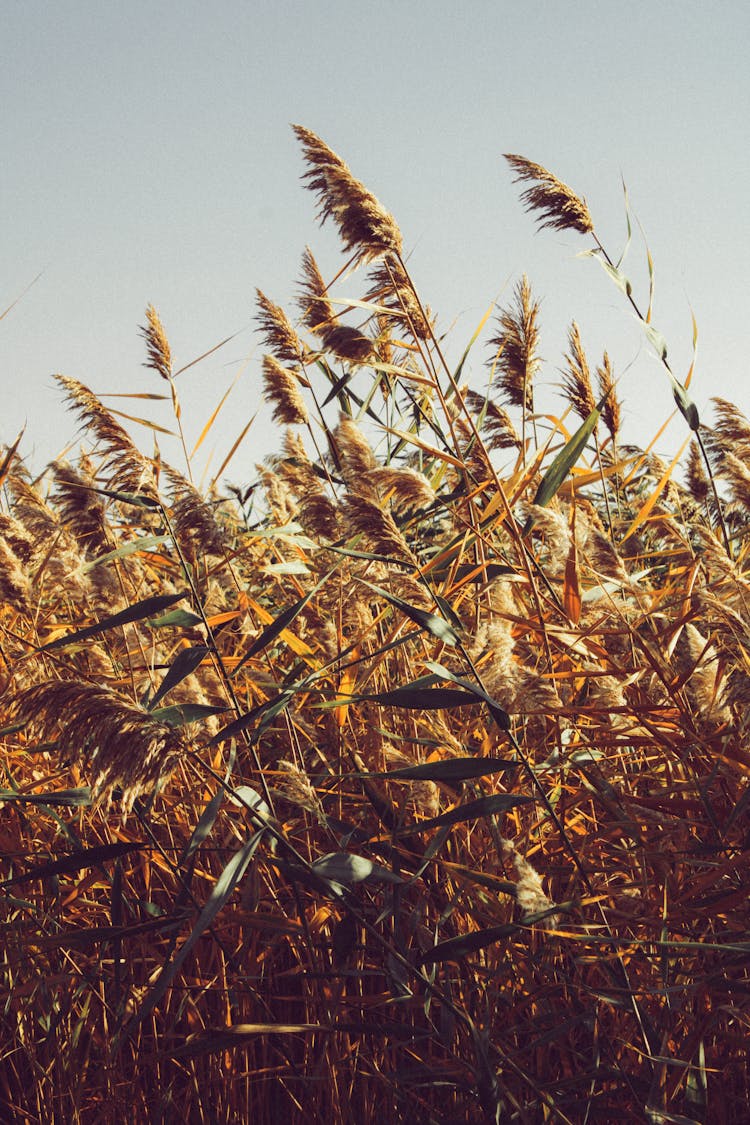 Reeds Swaying In The Wind 