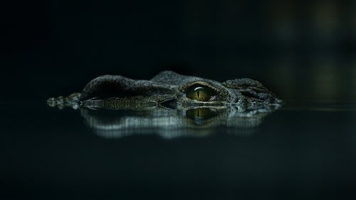 Closeup of eye of wild crocodile with smooth skin swimming in calm river water