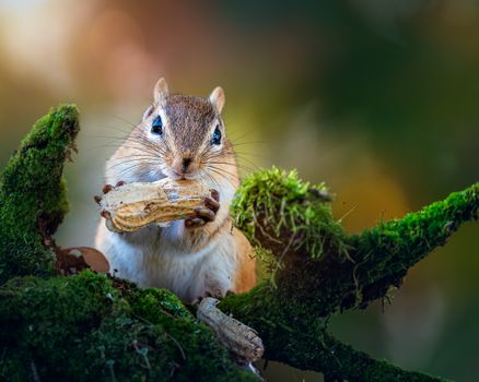 Fluffy little Siberian chipmunk sitting on tree twig covered with green foliage and gnawing peanut on sunny day in forest
