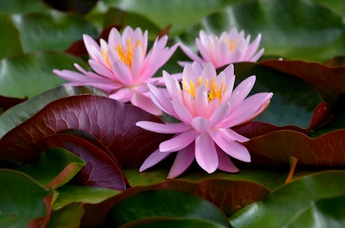 Macro Shot of Pink Aquatic Flowers